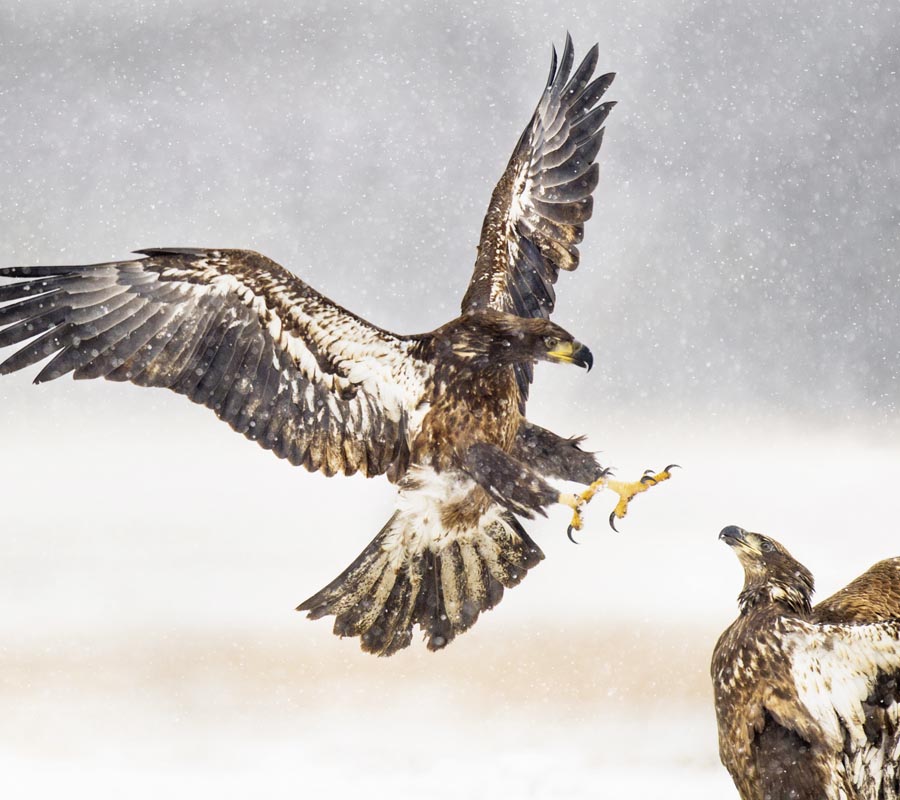 Aanvallen pareren met behulp van grote broer